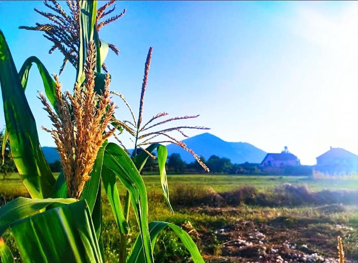 Villa Saturea Boljevac ภายนอก รูปภาพ