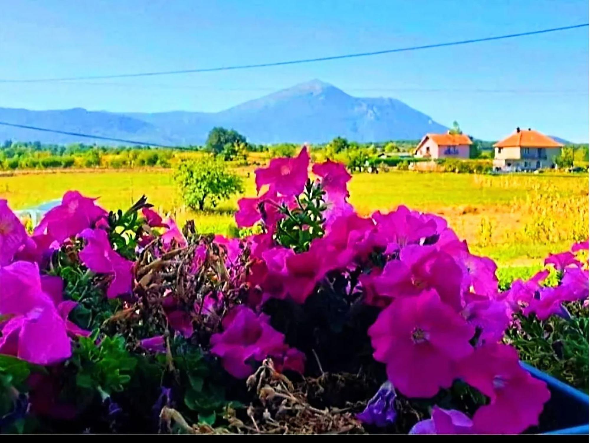 Villa Saturea Boljevac ภายนอก รูปภาพ
